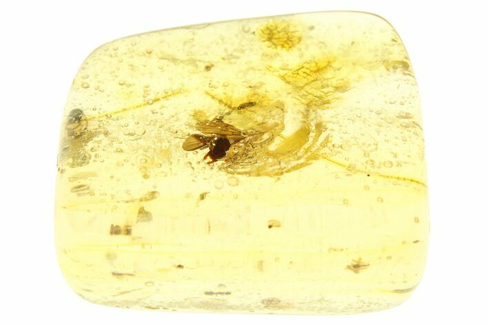 Polished Colombian Copal (g) - Contains Winged Termite! #281786